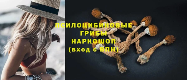 хмурый Аркадак